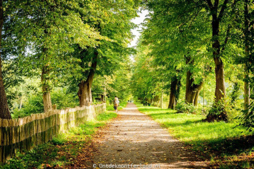 Bos bij Kasteel Huis Bergh